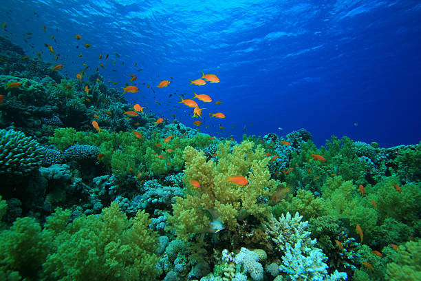 istock Coral reef in the Red Sea with fish 98235555