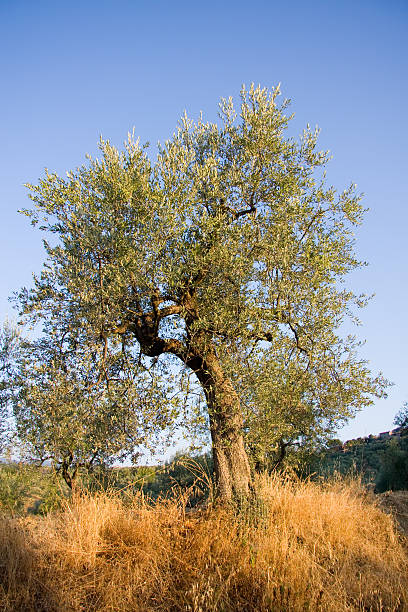 Toskańskiej Olive Tree – zdjęcie