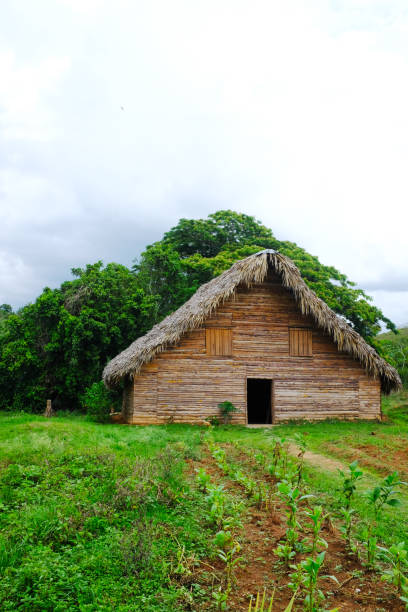 istock Vinales, Cuba, House drying tobacco leaves 982357804