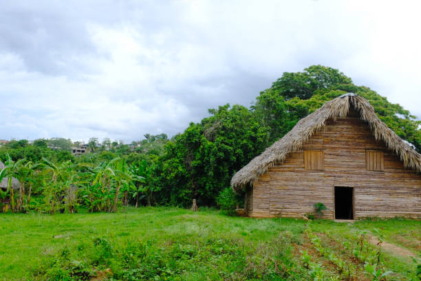istock Vinales, Cuba, House drying tobacco leaves 982358518