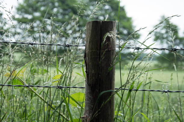 istock Wood post with fence and grasses 982382398