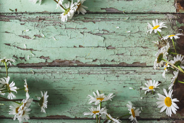 istock Marguerite background on Blue Wood background 982382490