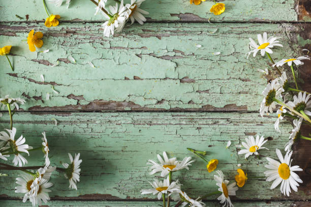 istock Background Marguerite on Blue Wood background 982383754