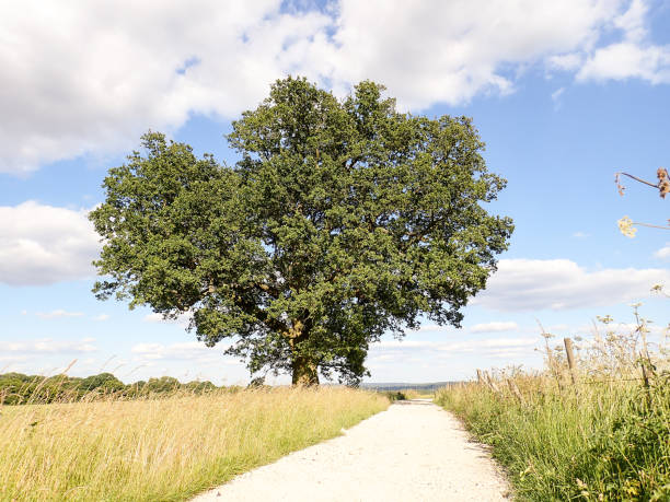 istock Oak tree by cycle path, Chorleywood, Hertfordshire 982384160