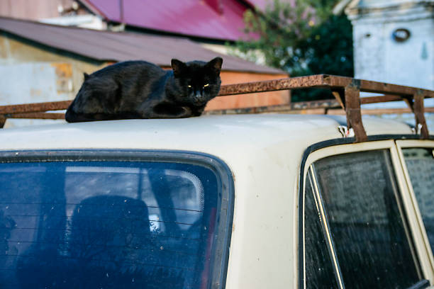 istock a red and black cat on an old car 982384190