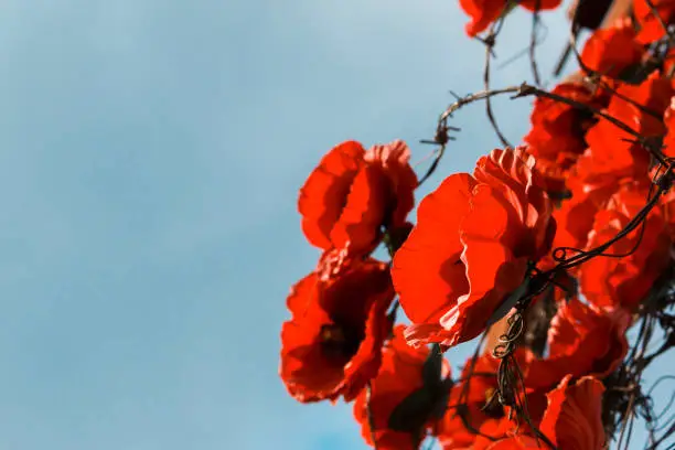 Photo of red poppies on the blue sky background