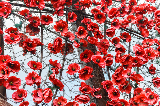 red poppies among barbed wire as a symbol of casualties of war