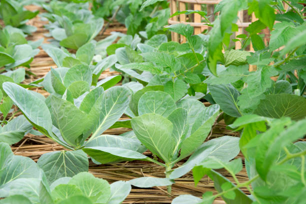istock Chinese kale growing on Straw in Vegetable garden. 982396466
