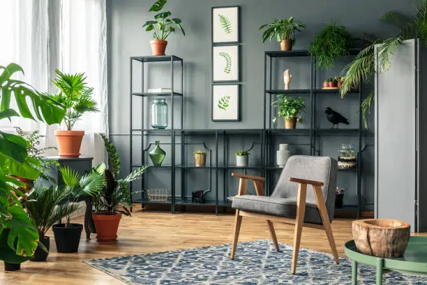 A chair on a patterned rug in a botanic room interior full of plants on a wooden floor and on the black shelves