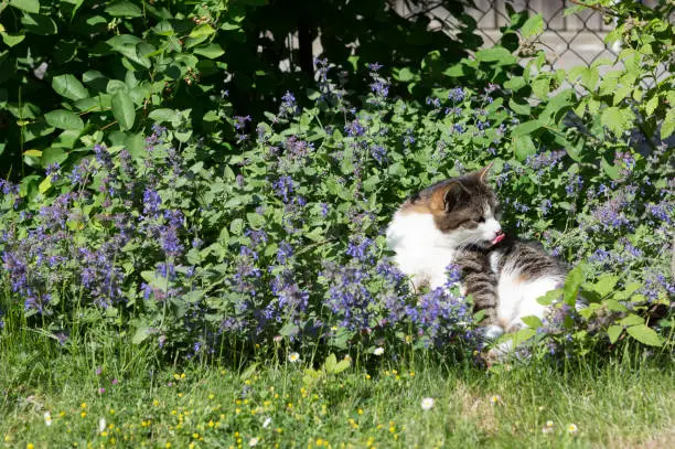 have a rest inside catnip flowers, tongue out