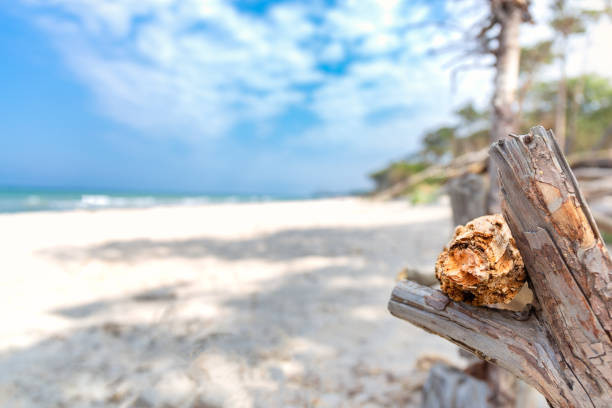 istock Beach at the Baltic Sea with forest and blue sky 982403680