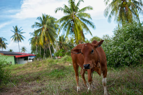 istock Brown young calf in countryside 982403938