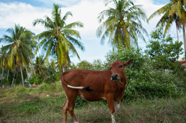 istock Brown young calf in countryside 982404040