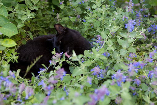 have a rest inside catnip flowers, licking on it