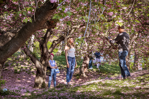 Central Park, Manhattan, New York, USA – May 8, 2018: People preparing for amateur  photoshoots under the blossoming cherry trees in Central Park