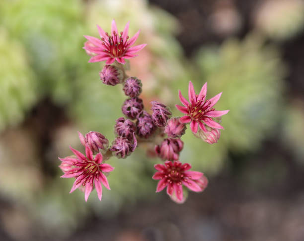 istock Common Houseleek (Sempervivum tectorum) flower, also known as Hens and Chicks 982413366