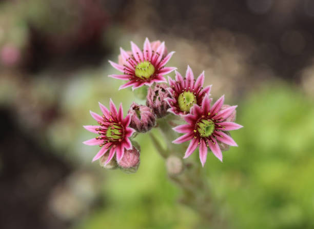 istock Common Houseleek (Sempervivum tectorum) flower, also known as Hens and Chicks 982413368