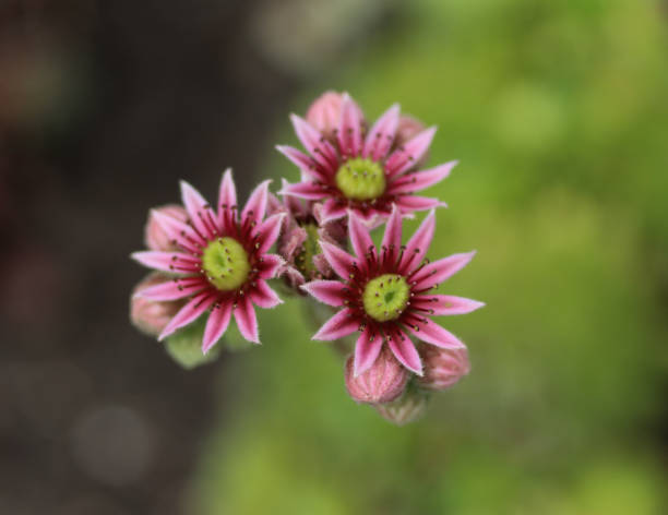 istock Common Houseleek (Sempervivum tectorum) flower, also known as Hens and Chicks 982413370