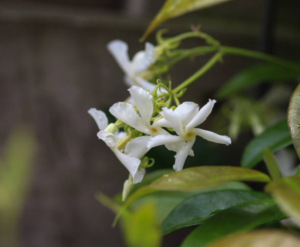 Trachelospermum jasminoides, Common names include confederate jasmine, southern jasmine, star jasmine, confederate jessamine, and Chinese star jasmine stock photo