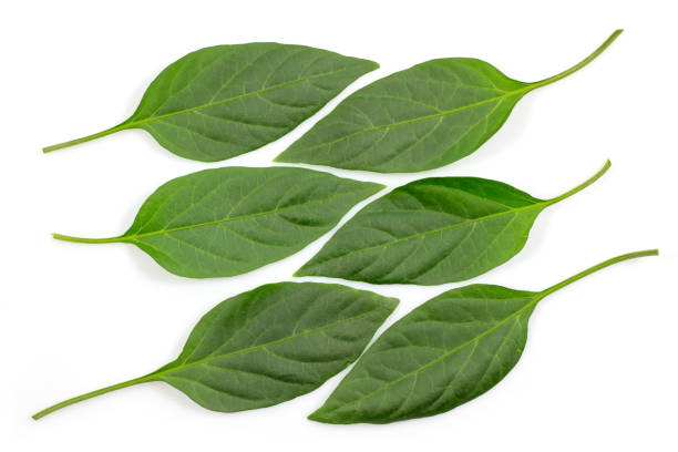istock Green leaves isolated on white background. 982414366