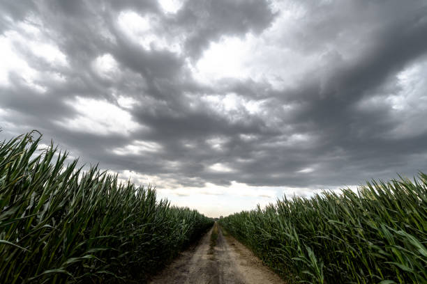 istock Dark sky above the green corn field 982414848