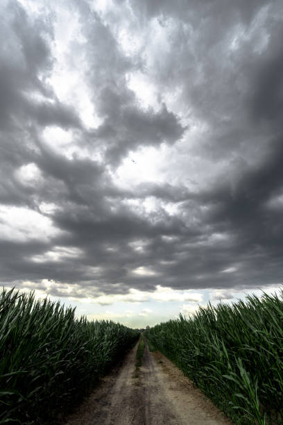 istock Dark sky above the green corn field 982414976