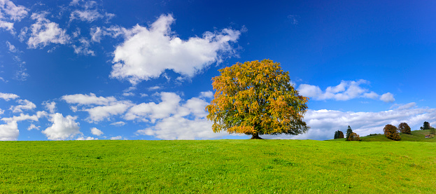 beautiful single beech tree in remote position in meadow at autumn