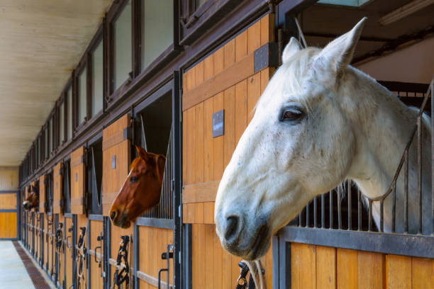 horses in stable - barn wood window farm imagens e fotografias de stock
