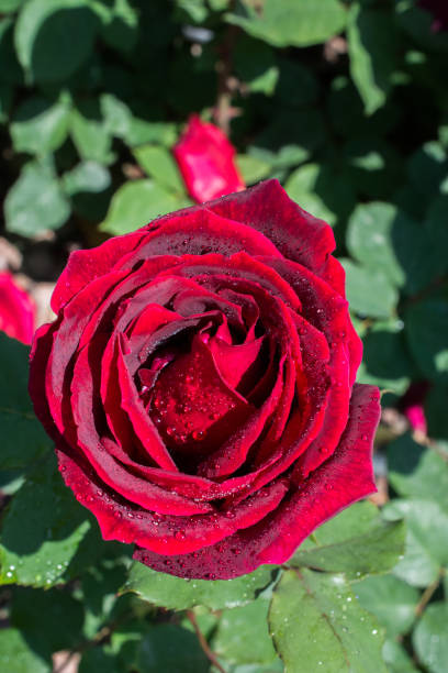 istock Blooming beautiful colorful rose in floral background 982419072