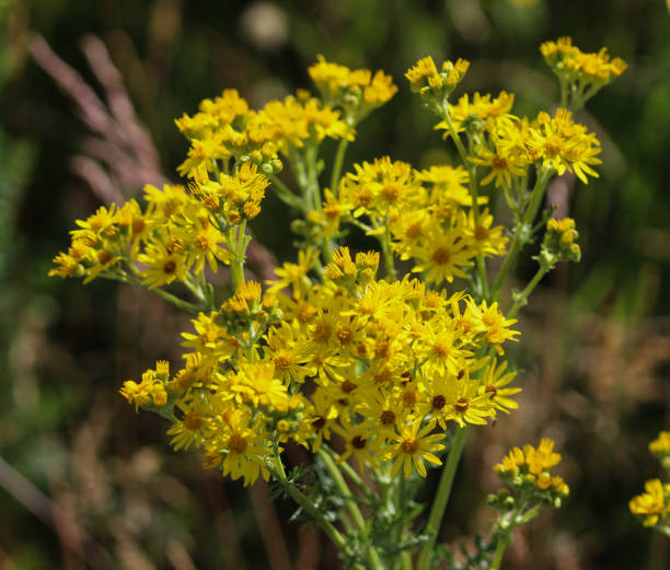 istock Jacobaea vulgaris flower blooming in spring, Common names include common ragwort, stinking willie, tansy ragwort, benweed 982419942