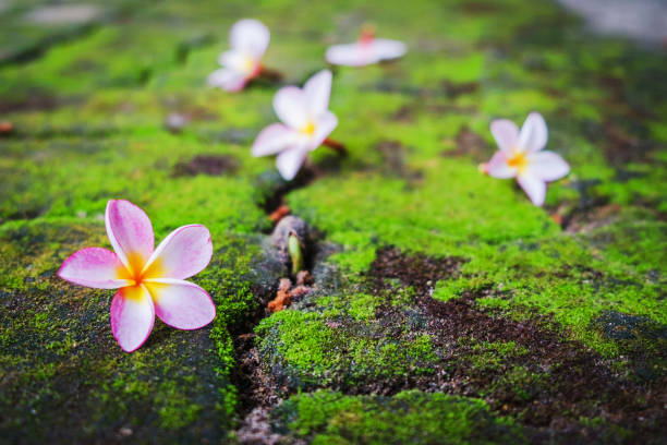 istock Close up pink Plumeria flowers with moss on the brick road 982425180