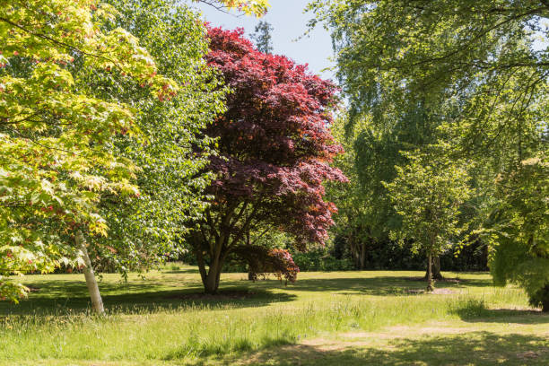 istock Azalea and rhododendron garden 982428628