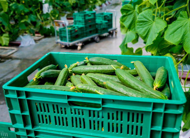 istock Long green cucumbers in a boxes. Greenhouse. 982435798