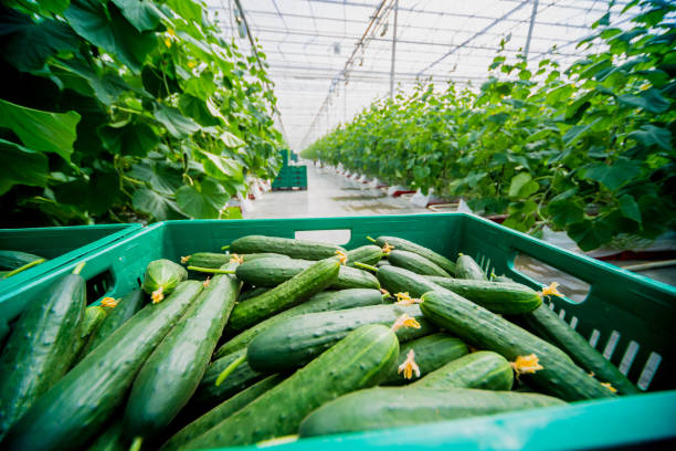 Long green cucumbers in a boxes. Greenhouse.