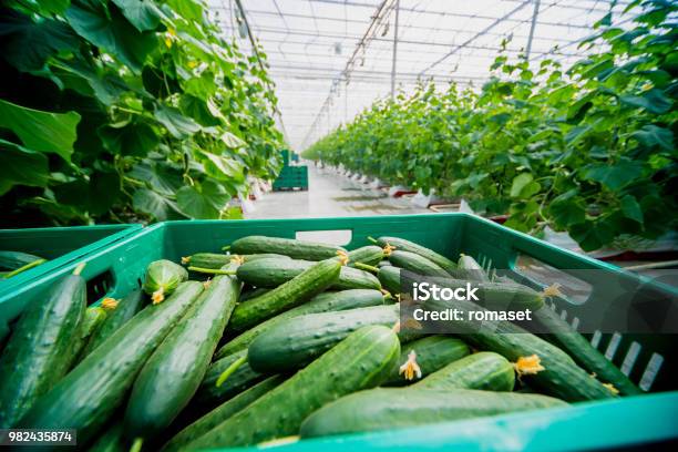 Long Green Cucumbers In A Boxes Greenhouse Stock Photo - Download Image Now - Cucumber, Greenhouse, Agricultural Field