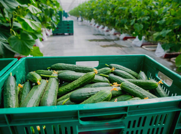 istock Long green cucumbers in a boxes. Greenhouse. 982435940