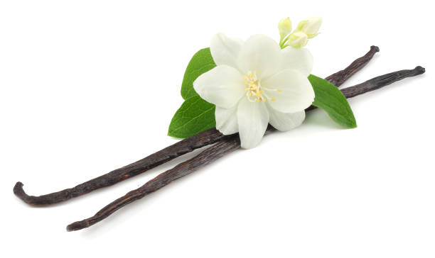 istock Vanilla sticks with white flower isolated on white background 982436230