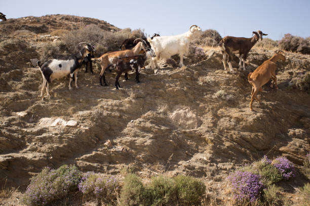 istock greek goats climbing 982442324