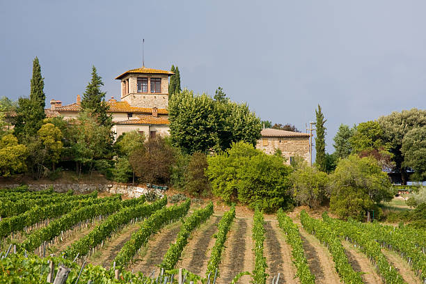 Cтоковое фото Виноградник в Тоскане