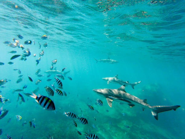 istock Reef Shark, Perhentian Islands, Malaysia 982443496