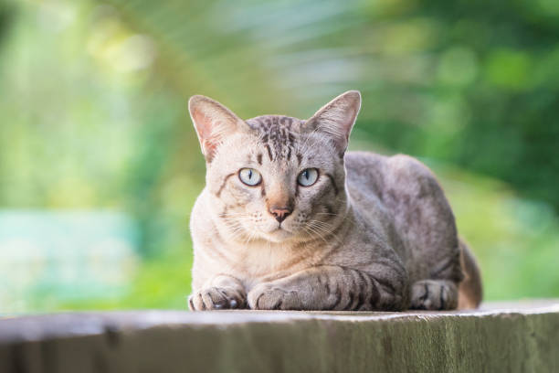 istock Cat on the house wall looking at camera 982444002