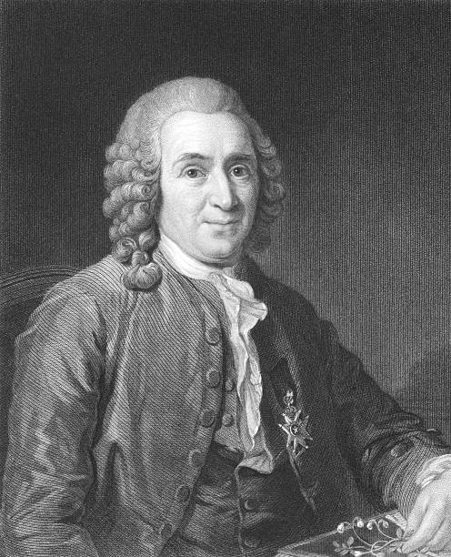 carl linnaeus - old fashioned image vertical color image stock illustrations