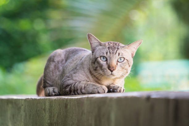 istock Cat on the house wall looking at camera 982444164