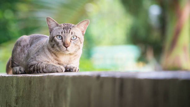 istock Cat on the house wall looking at camera 982444180