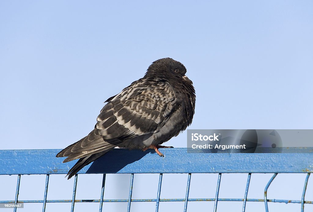 pigeon  Animal Stock Photo