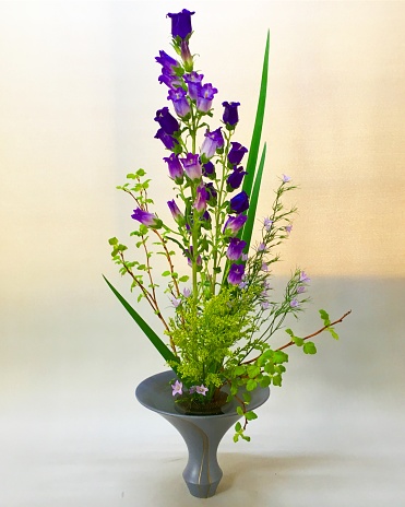 Ikebana in April.\nCampanula is a plant growing high with flowers on both sides. It is a flower arrangement representing the beauty of the height which made the large indigo blue Campanula, the 2 main standings, and the side small light purple Campanula also stands. Also, straight leaf Okraleuka also highlights the height. At the foot, we placed the pale green KimpaKodemari tree of fresh green back and forth, and put out the depth.\nIkebana is a traditional Japanese culture.