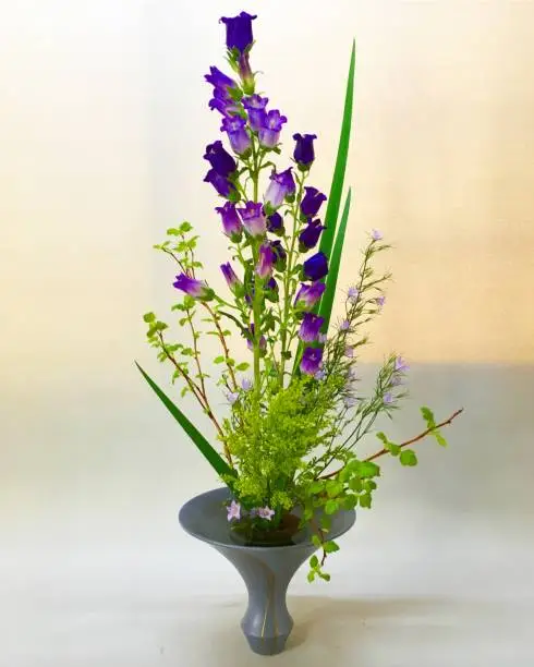 Ikebana in April.
Campanula is a plant growing high with flowers on both sides. It is a flower arrangement representing the beauty of the height which made the large indigo blue Campanula, the 2 main standings, and the side small light purple Campanula also stands. Also, straight leaf Okraleuka also highlights the height. At the foot, we placed the pale green KimpaKodemari tree of fresh green back and forth, and put out the depth.
Ikebana is a traditional Japanese culture.