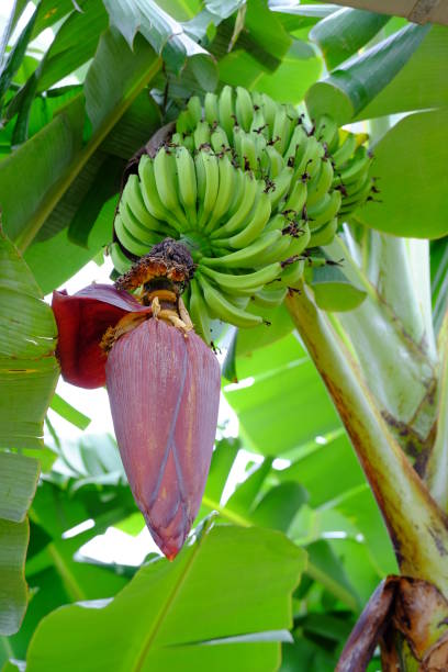 istock Fresh color of banana tree 982449692
