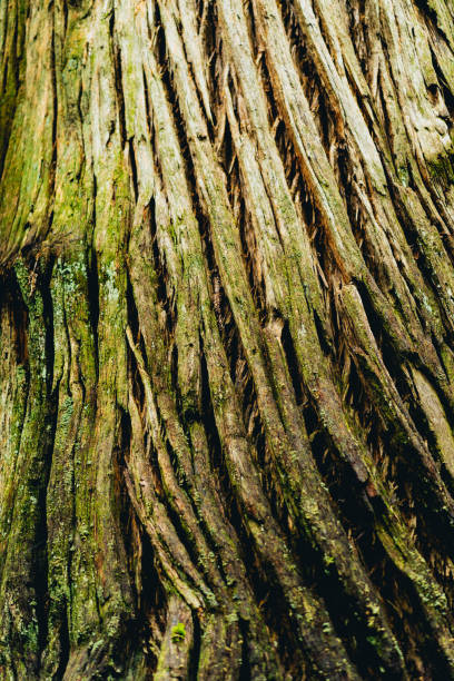 bouchent avec écorce d’un arbre de gros séquoia - lumber industry timber tree redwood photos et images de collection