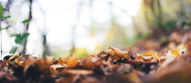 istock Autumn Leaves In Forest 982458216